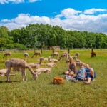 Picknick mit Alpakas in Westmecklenburg